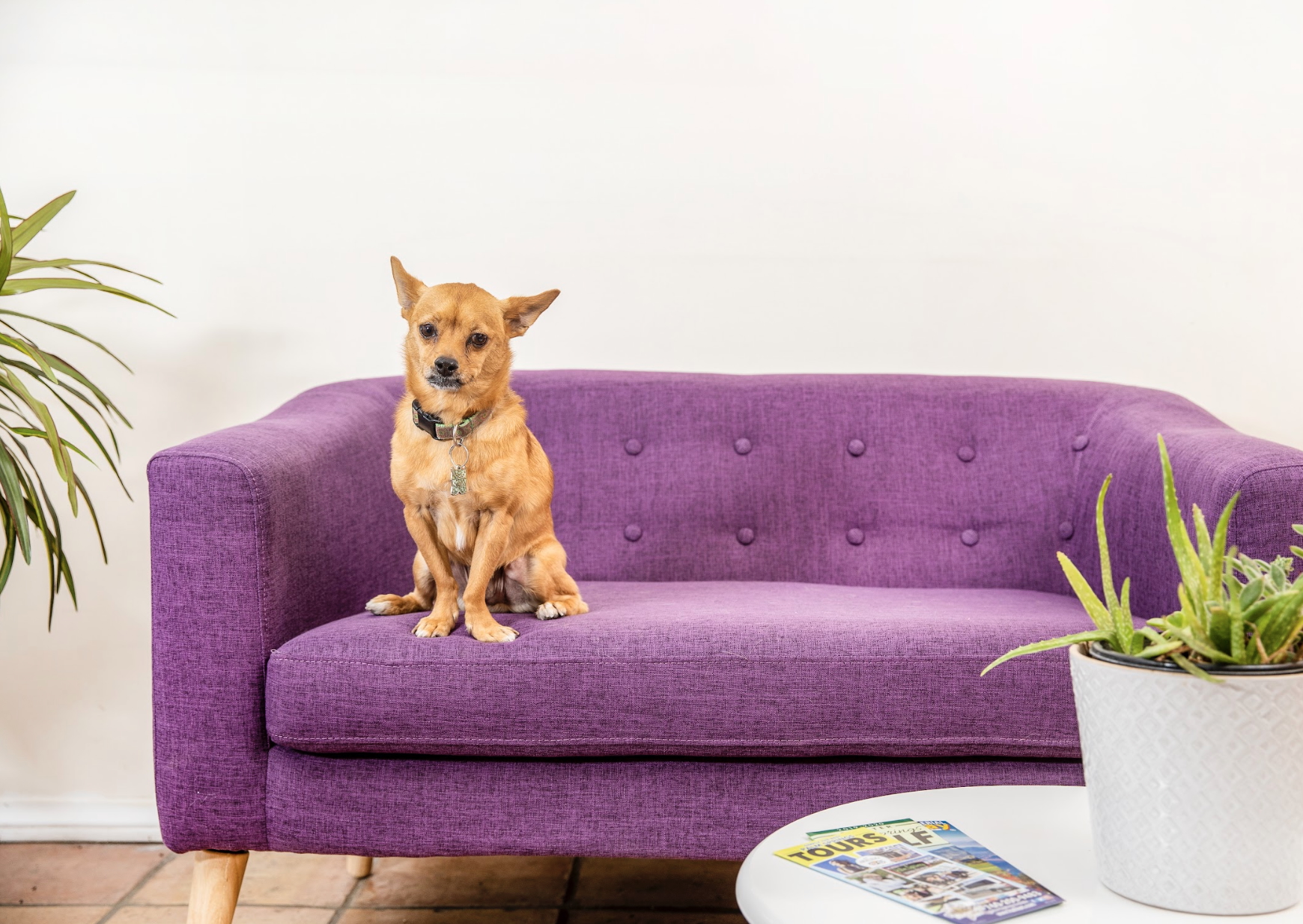 A small brown dog sits on a purple couch at the dog-friendly boutique hotel Inn at Palm Springs